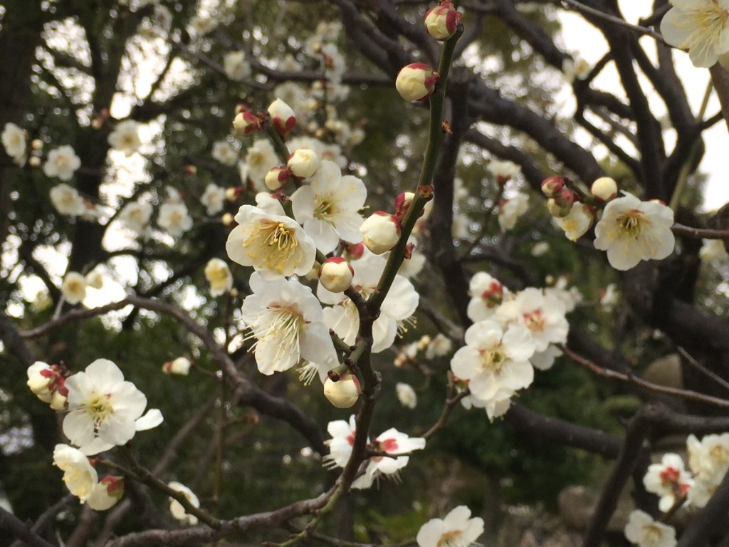 IMG_2575 - バージョン 3