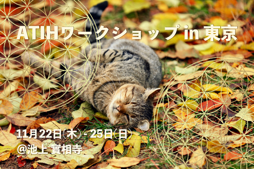The cat lies on the fallen yellow leaves