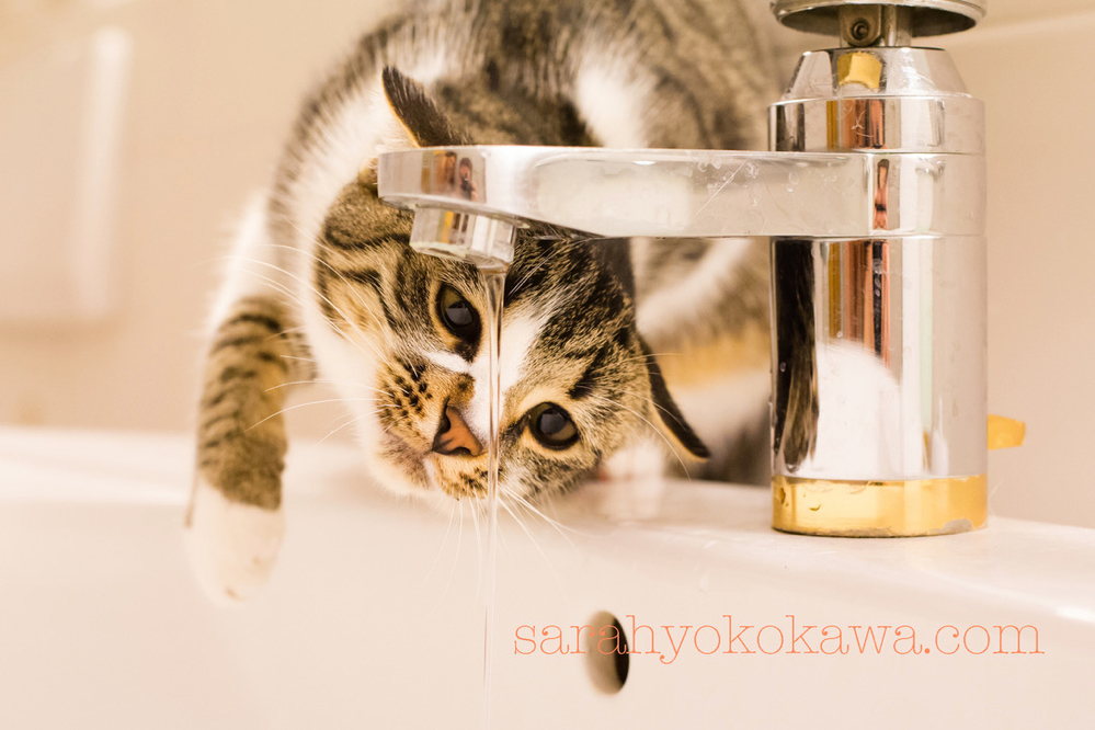 Katze trinkt aus Wasserhahn am Waschbecken