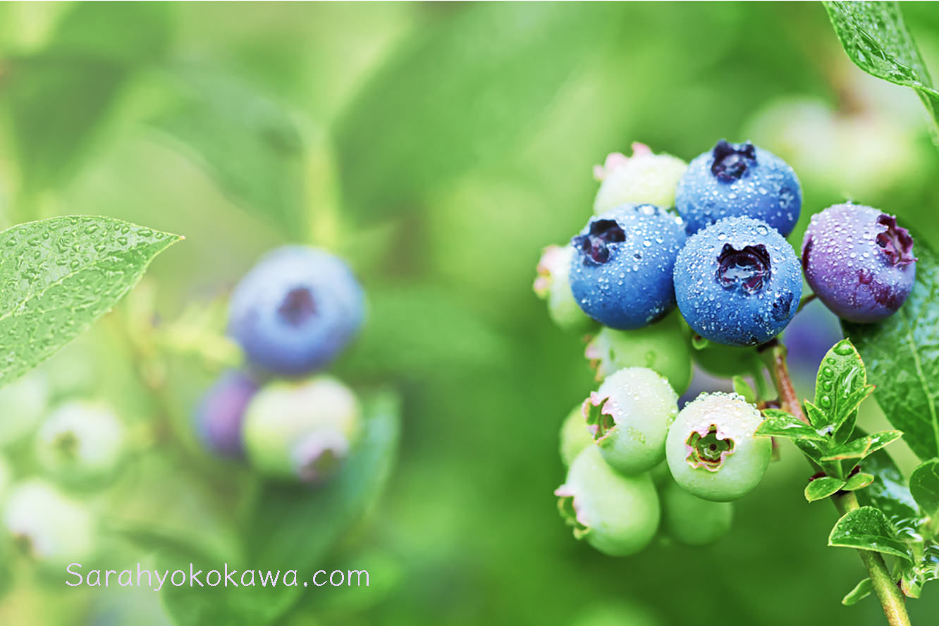 Fresh organic blueberries in raindrops on the bush against green background in the garden. Banner format.