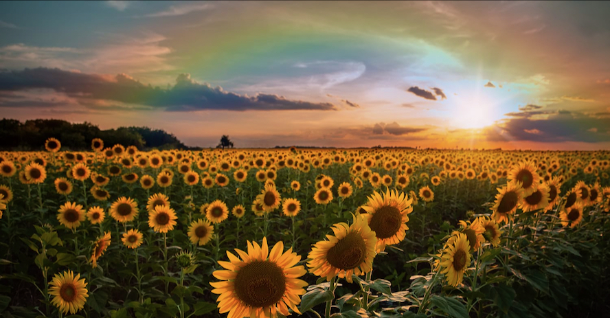 web-Sunflowers-Plano-photographer-0441-edit-2