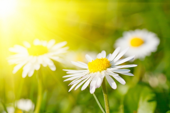 Close-up of daisy flower in grass